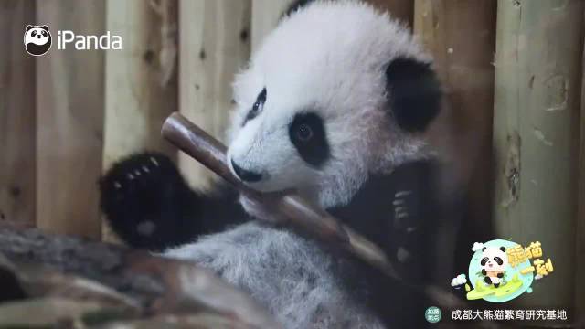 足彩,期攻略,曼城尤文稳,3377体育官网,3377体育App,3377体育直播,3377体育入口,3377娱乐中心